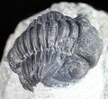 Bargain, Gerastos Trilobite Fossil - Morocco #57635-2